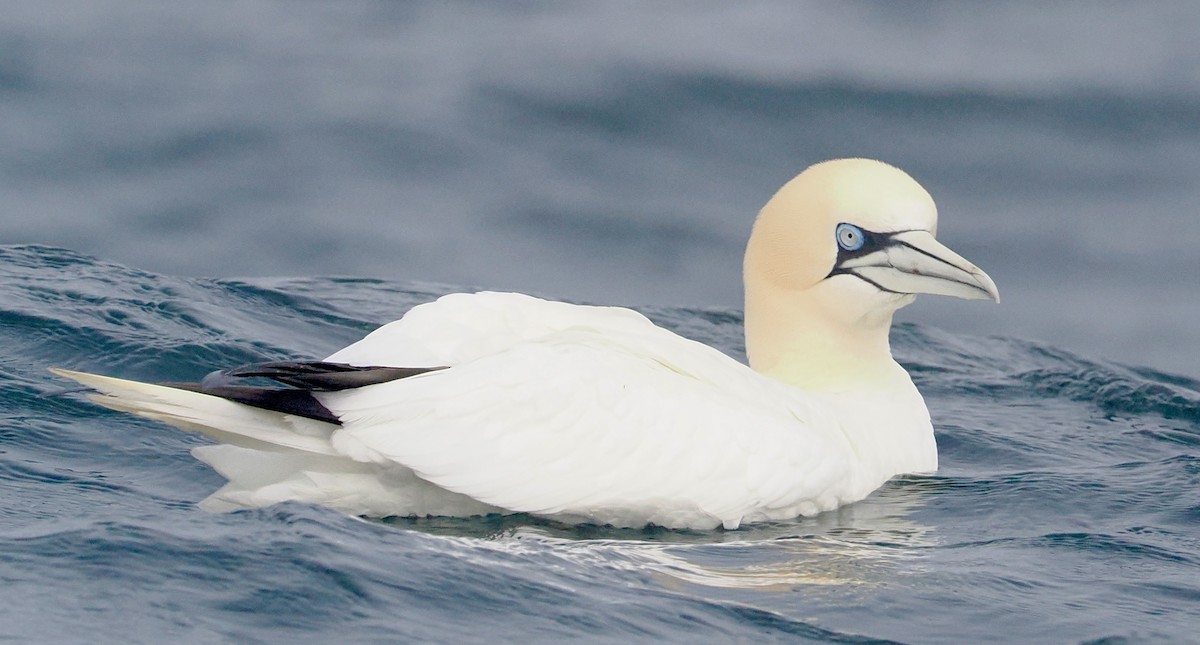 Northern Gannet - Cheryl Cooper