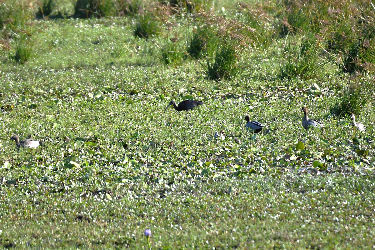 Maned Duck - ML619476513