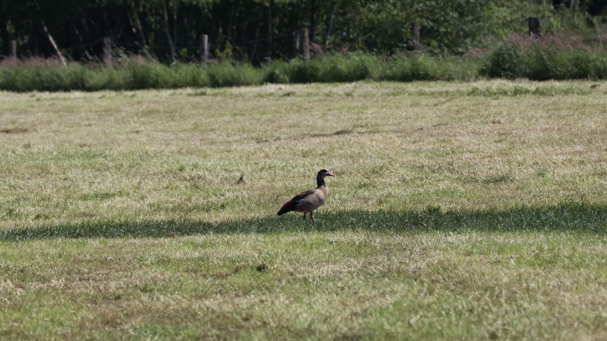 Egyptian Goose - Gert Meester