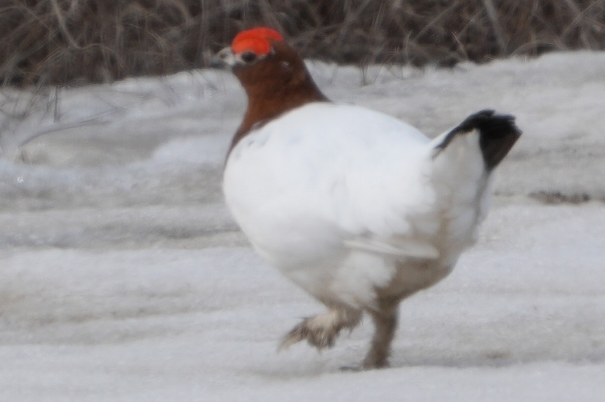 Willow Ptarmigan - ML619476517