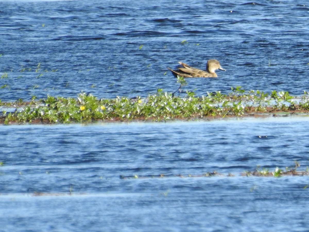 Gray Teal - ML619476521