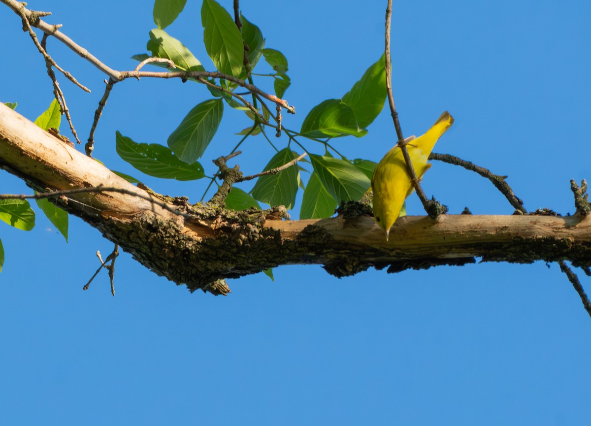 Yellow Warbler - Chad Berry