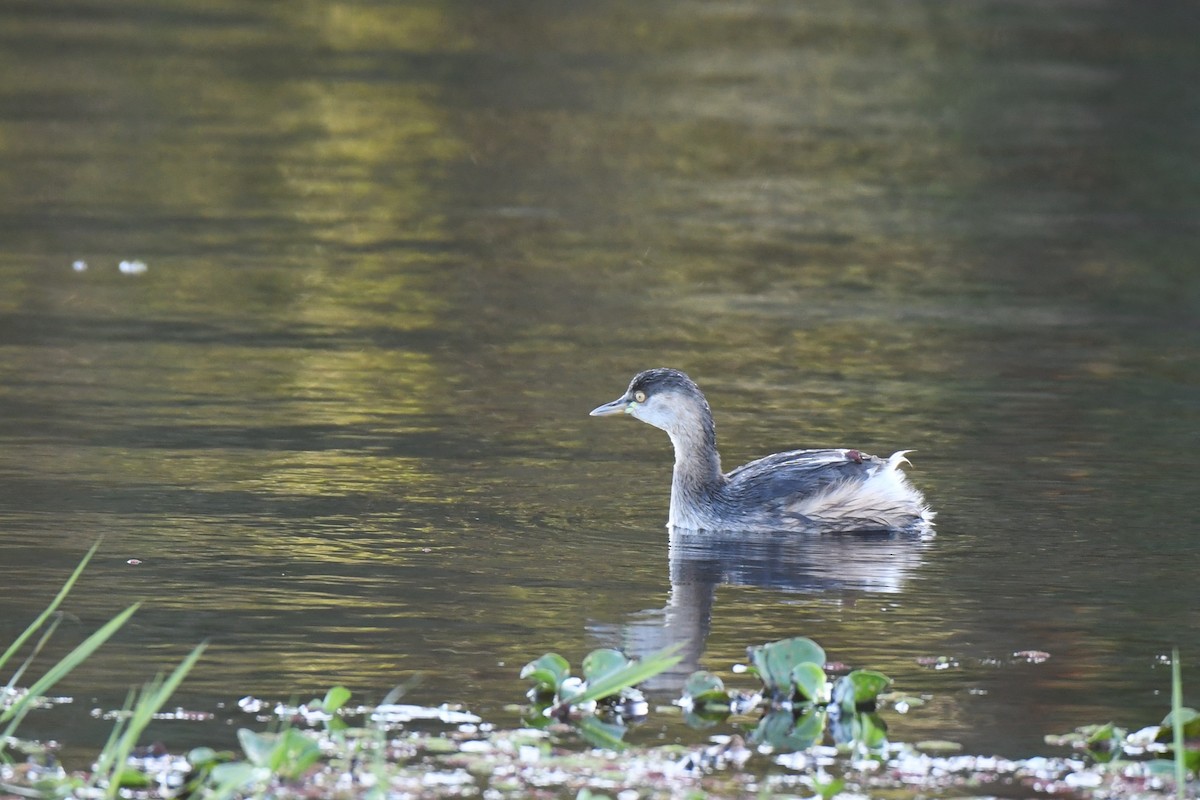 Australasian Grebe - Trevor Ross