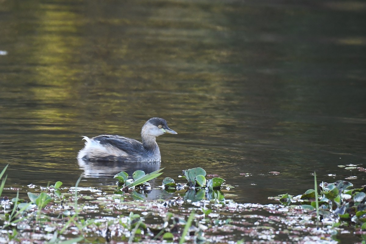 Australasian Grebe - ML619476524