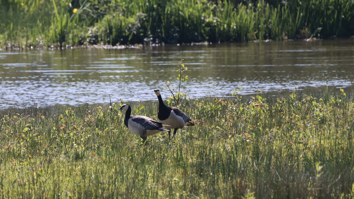 Barnacle Goose - Gert Meester