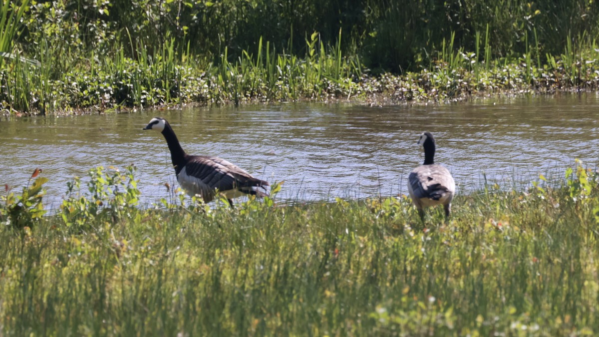 Barnacle Goose - Gert Meester