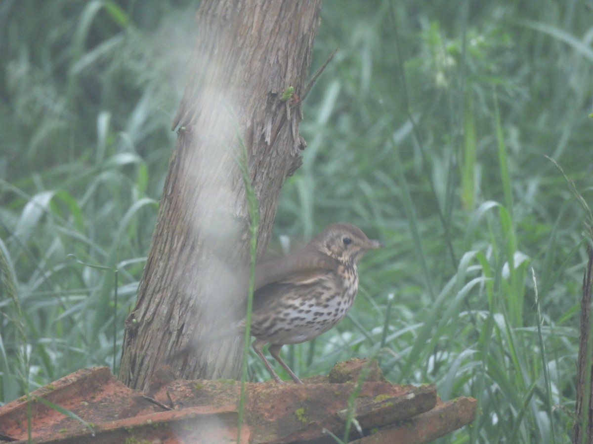 Song Thrush - Anja Kahl