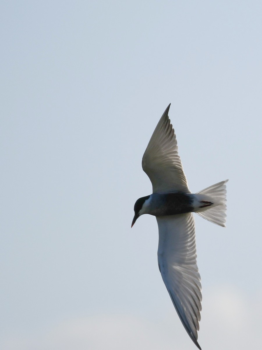 Цагаан шанаат хараалай - ML619476537