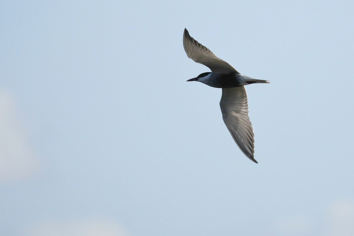 Цагаан шанаат хараалай - ML619476538