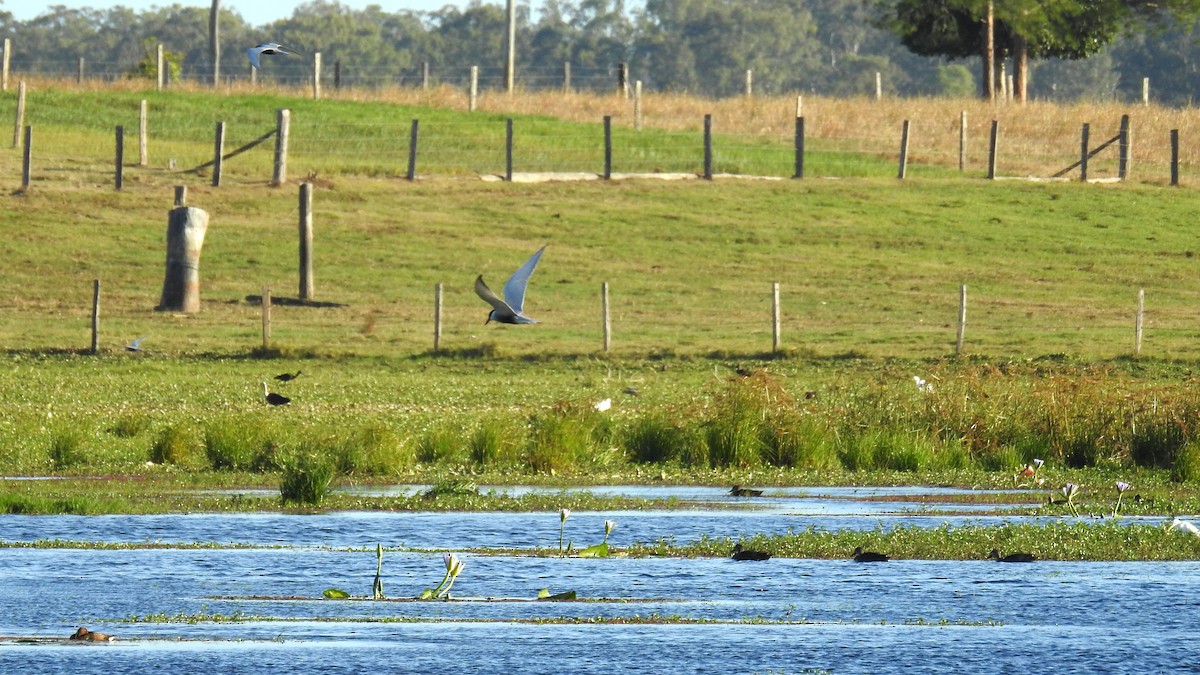Цагаан шанаат хараалай - ML619476540