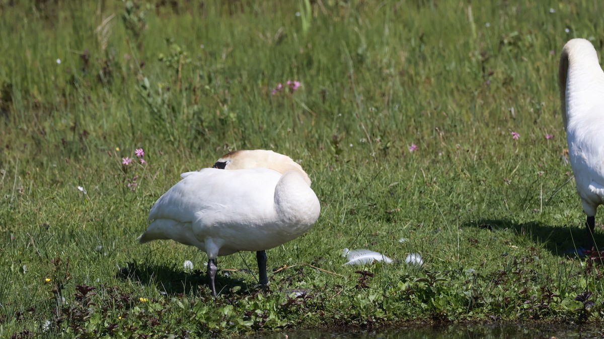 Mute Swan - Gert Meester