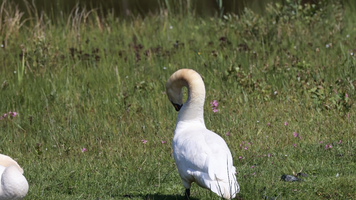 Mute Swan - Gert Meester