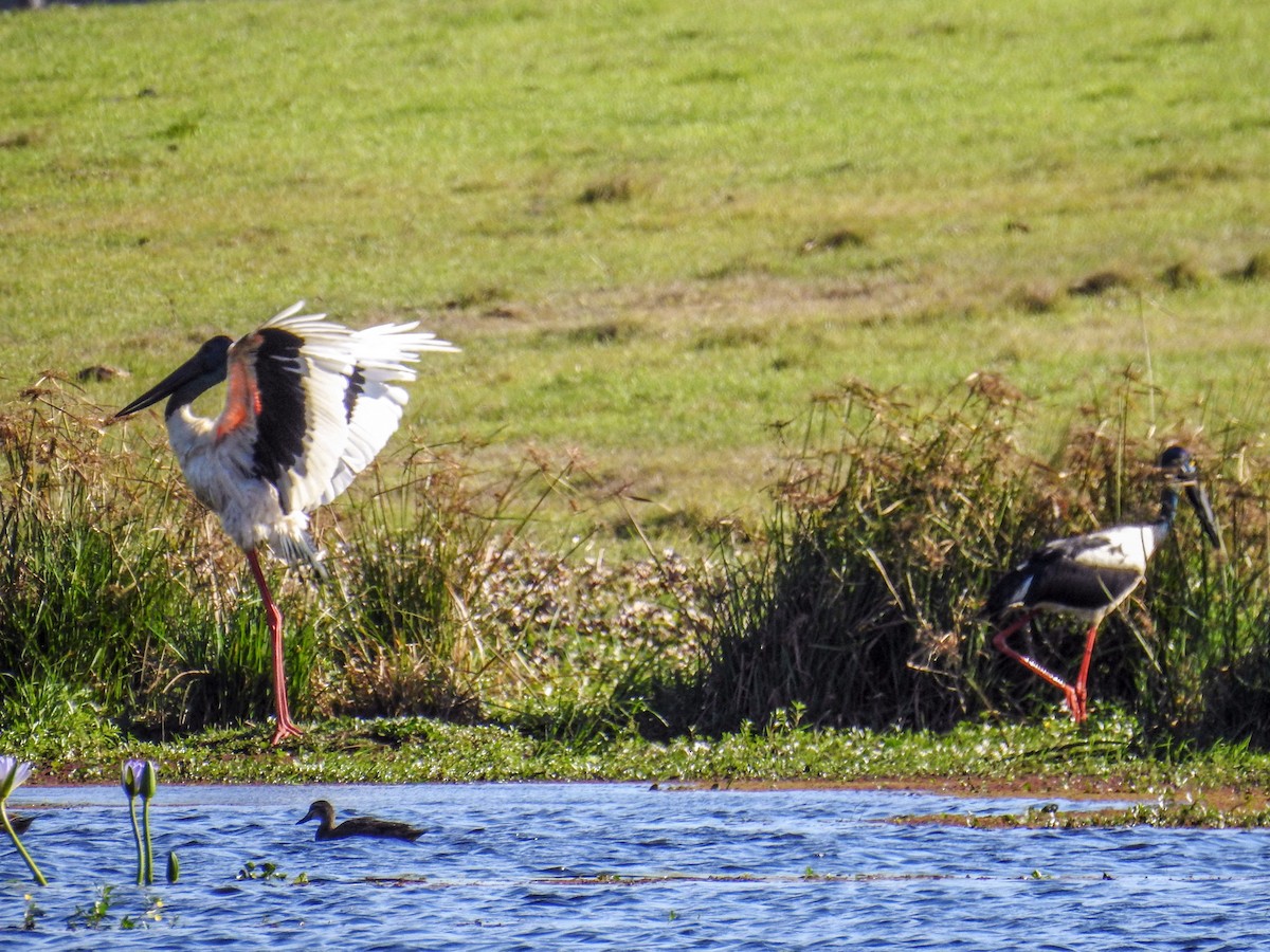 Black-necked Stork - ML619476546