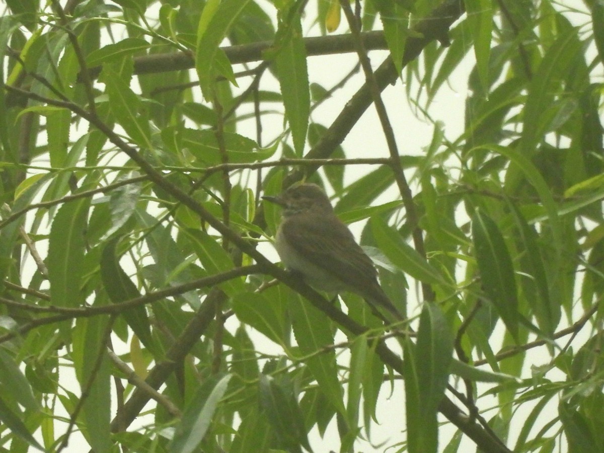 Spotted Flycatcher - Anja Kahl