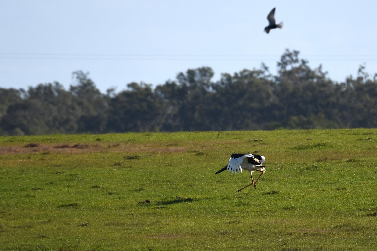 Black-necked Stork - Trevor Ross