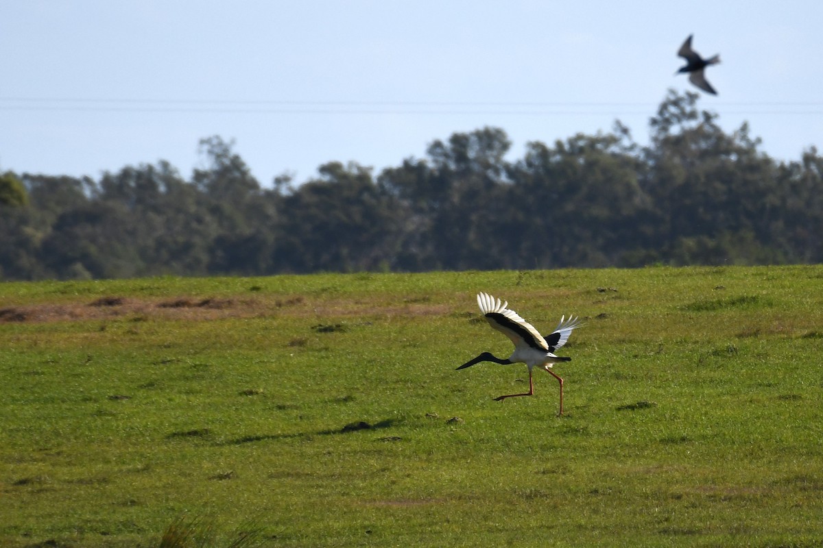 Black-necked Stork - ML619476550