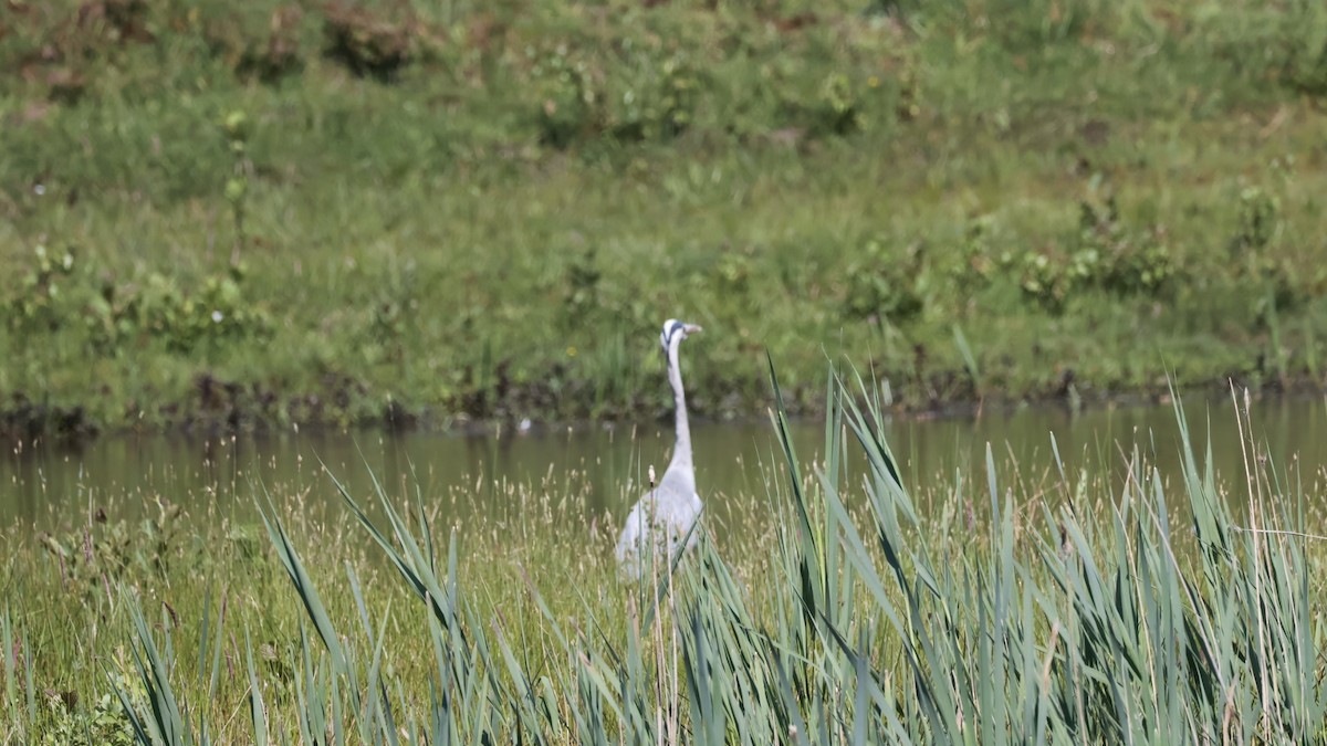 Gray Heron - Gert Meester