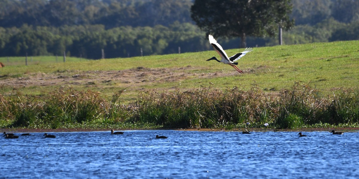 Black-necked Stork - ML619476554