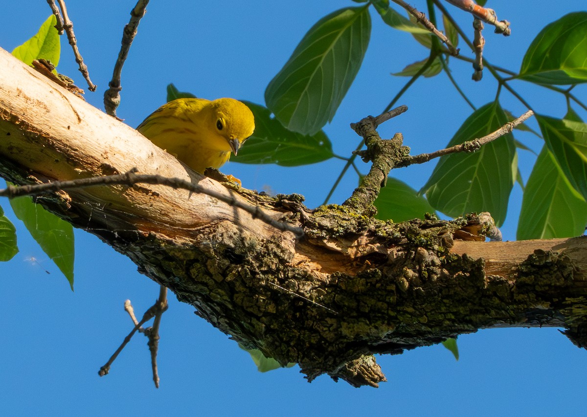 Yellow Warbler - Chad Berry