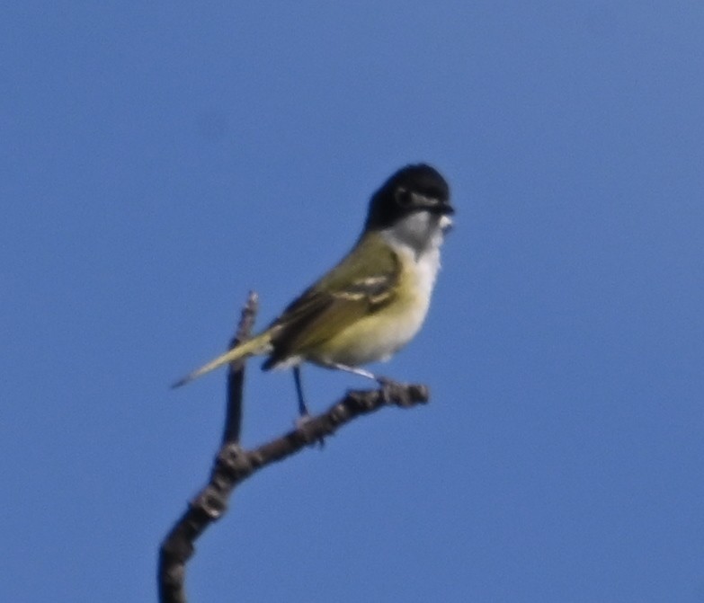 Black-capped Vireo - Steve Davis