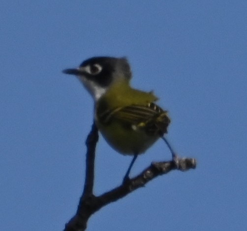 Black-capped Vireo - Steve Davis