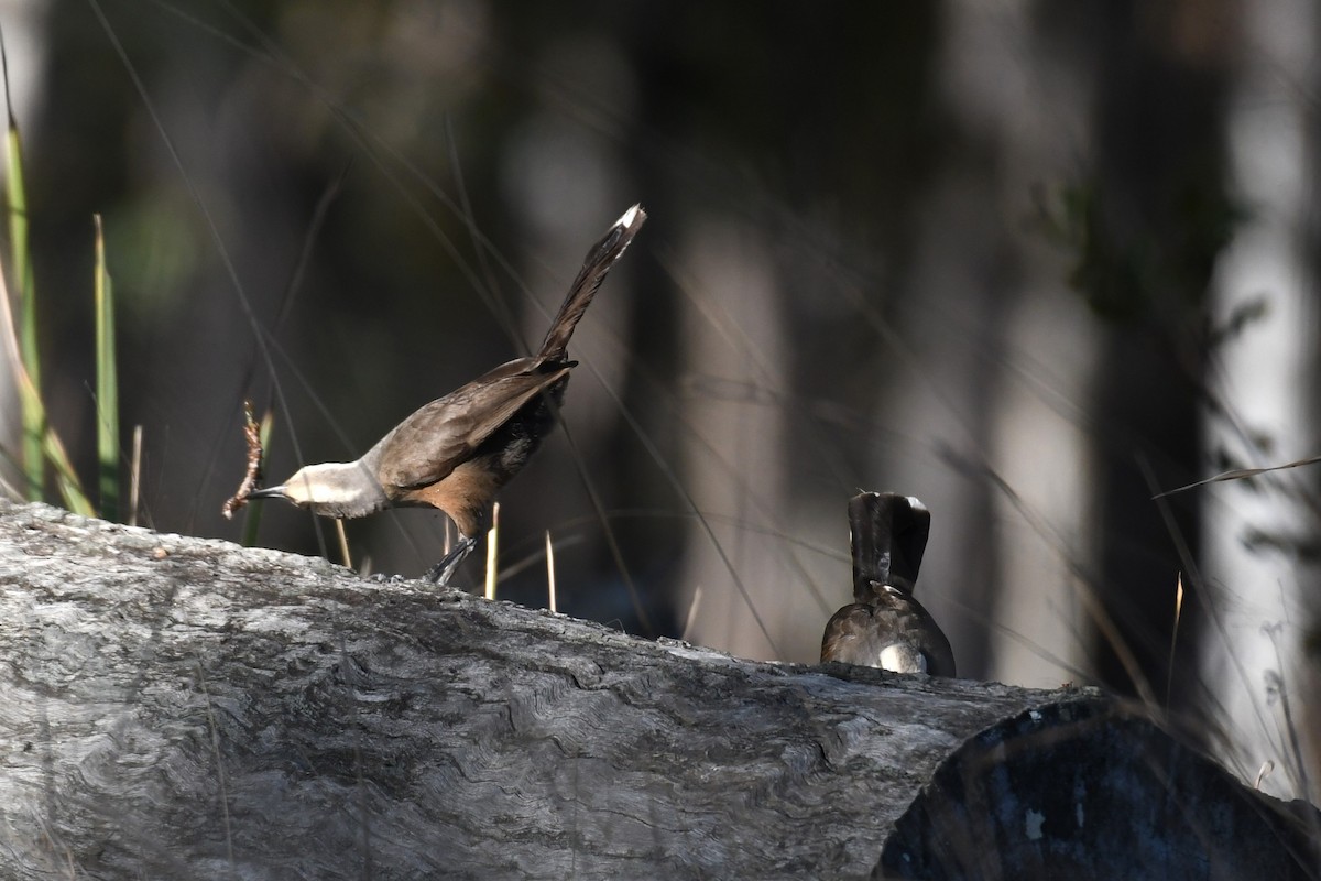 Gray-crowned Babbler - Trevor Ross