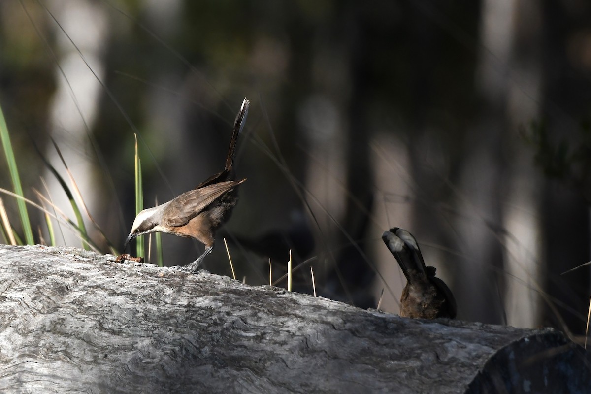 Gray-crowned Babbler - Trevor Ross