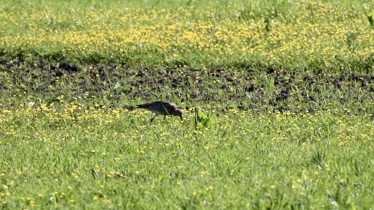 Eurasian Curlew - Gert Meester