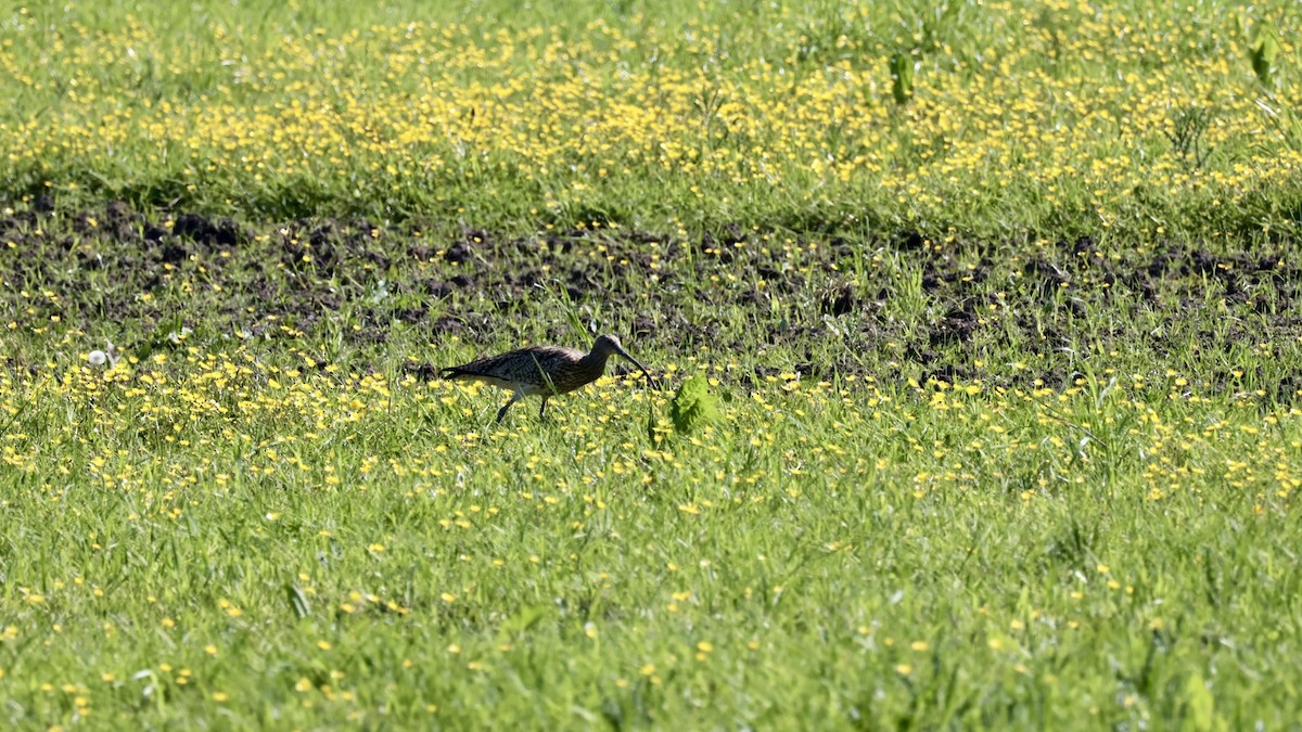 Eurasian Curlew - Gert Meester