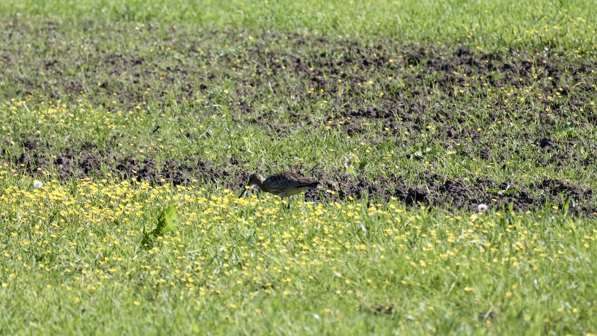 Eurasian Curlew - Gert Meester