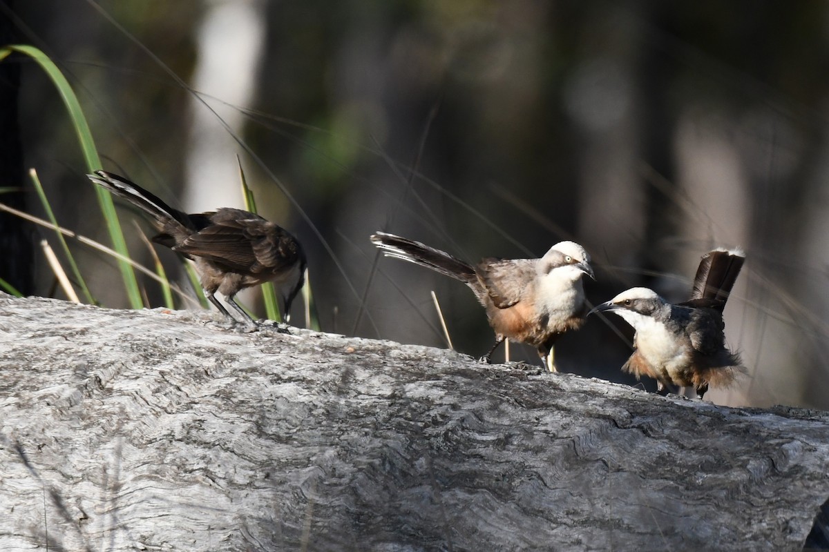 Gray-crowned Babbler - Trevor Ross