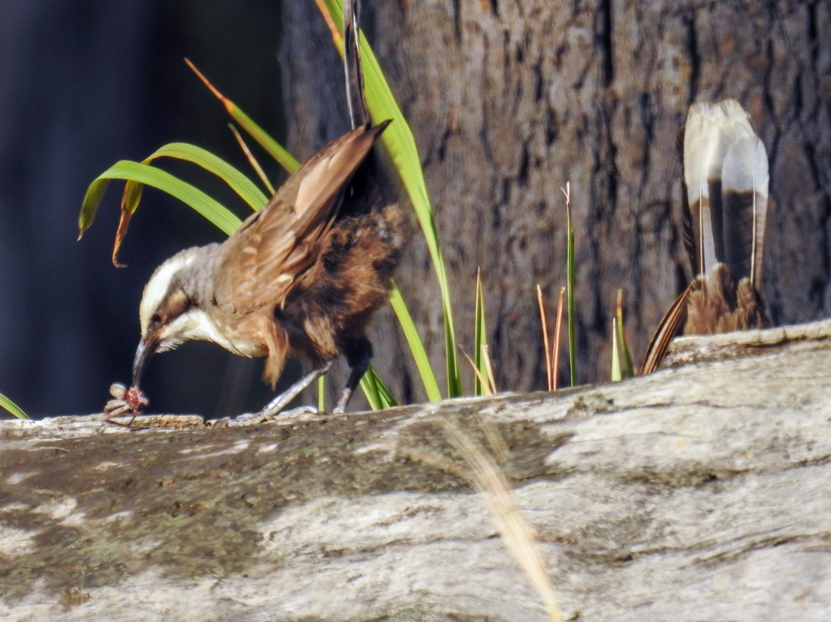 Gray-crowned Babbler - ML619476569