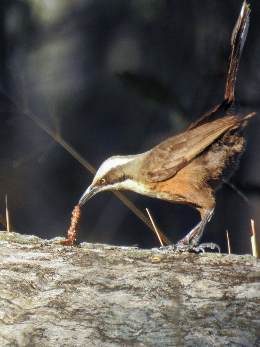 Gray-crowned Babbler - ML619476570
