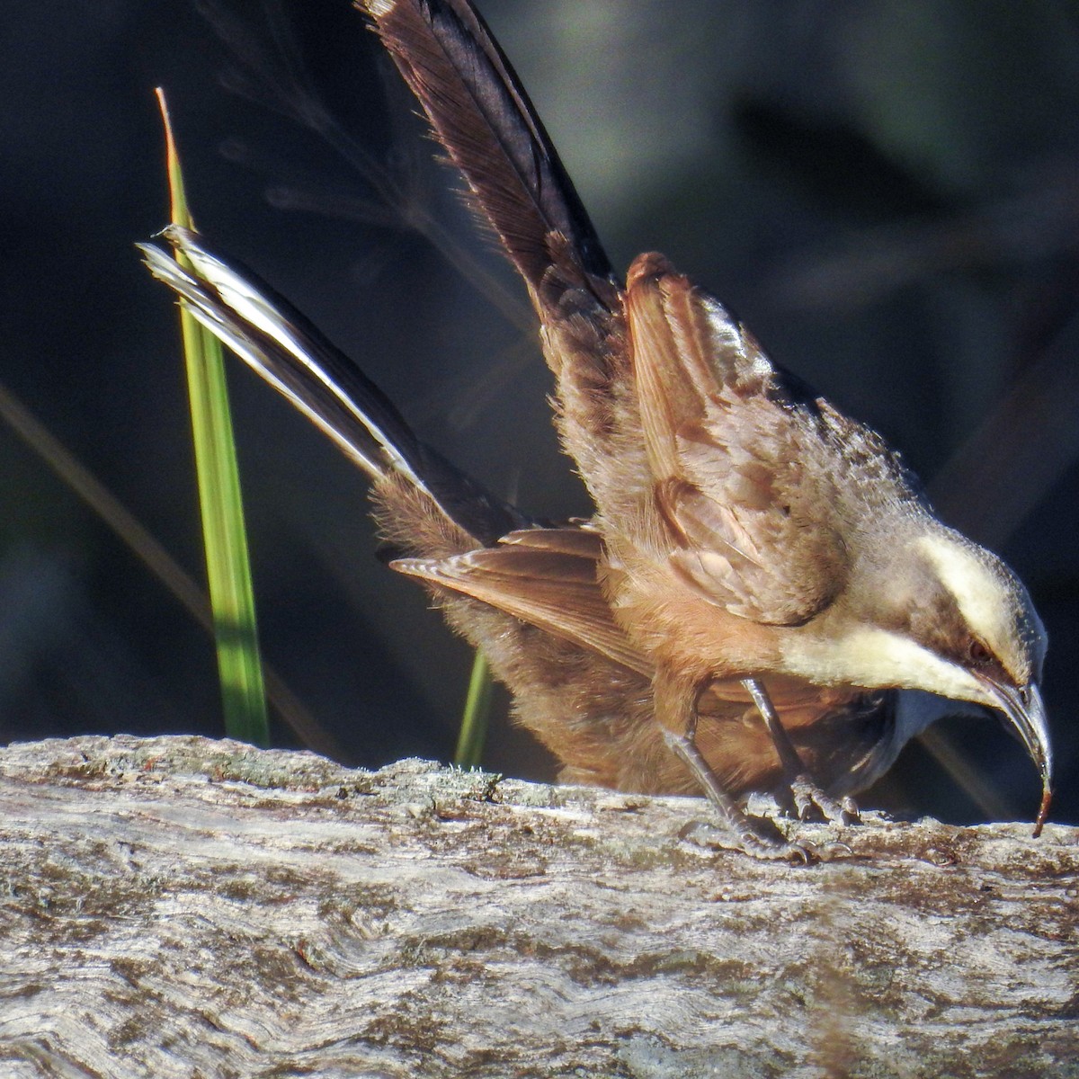 Gray-crowned Babbler - Trevor Ross