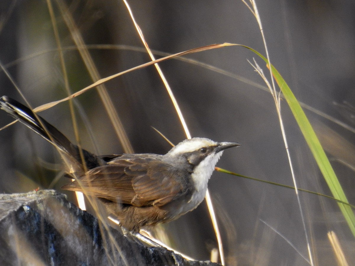 Gray-crowned Babbler - Trevor Ross