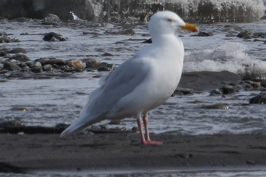 Glaucous Gull - Emily Mackevicius