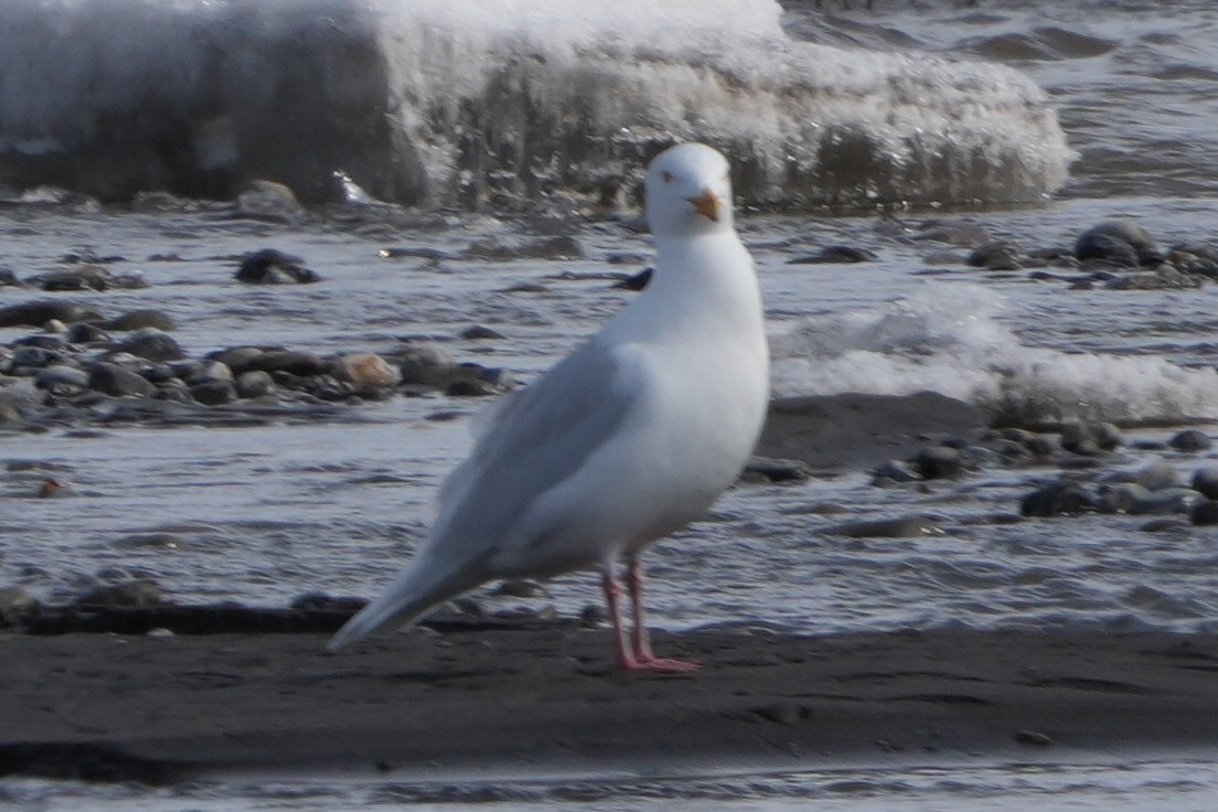 Glaucous Gull - Emily Mackevicius