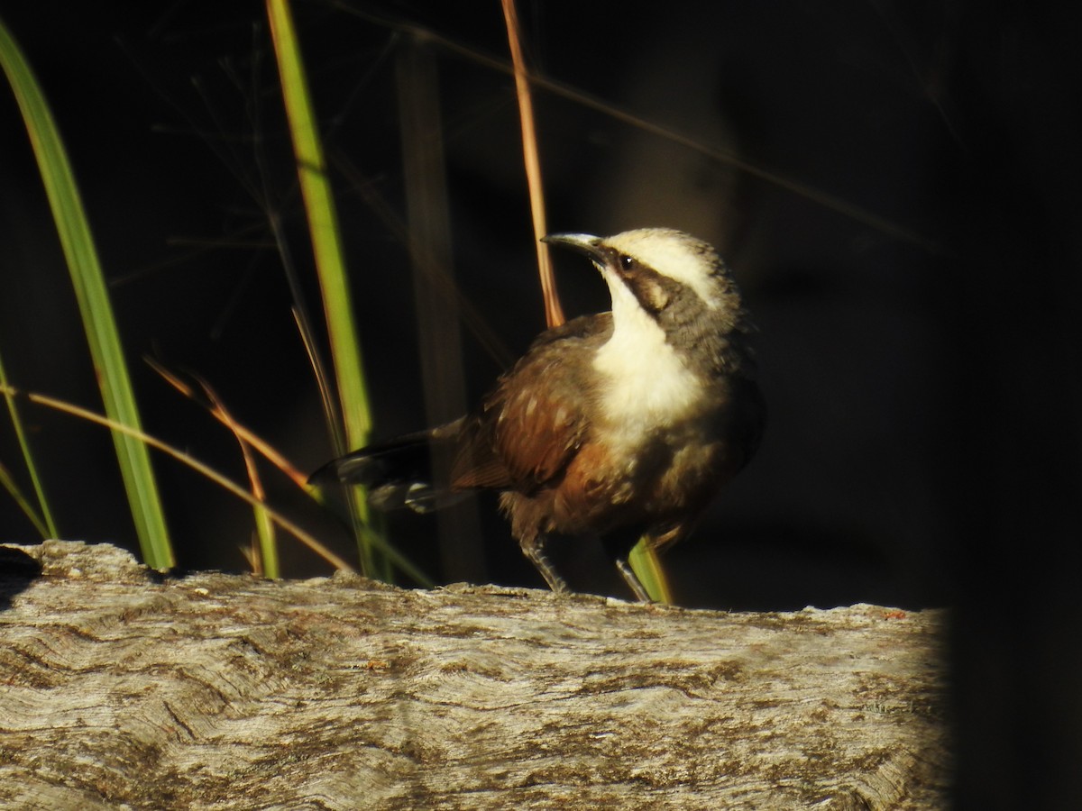 Gray-crowned Babbler - Trevor Ross