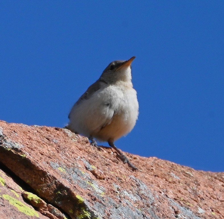 Rock Wren - Steve Davis