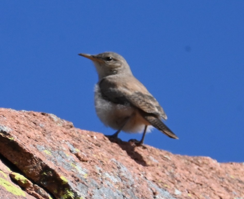 Rock Wren - Steve Davis