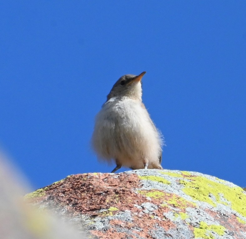 Rock Wren - Steve Davis