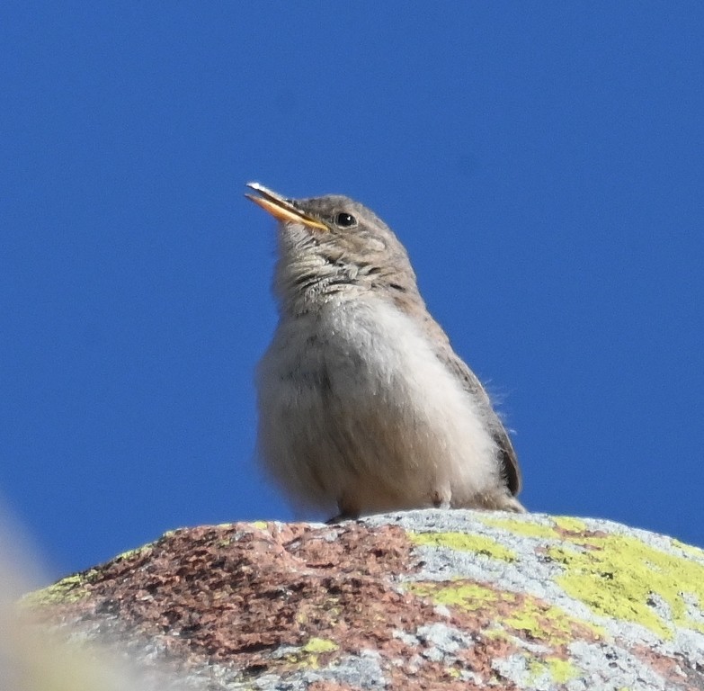 Rock Wren - Steve Davis