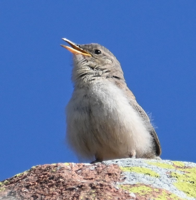 Rock Wren - Steve Davis