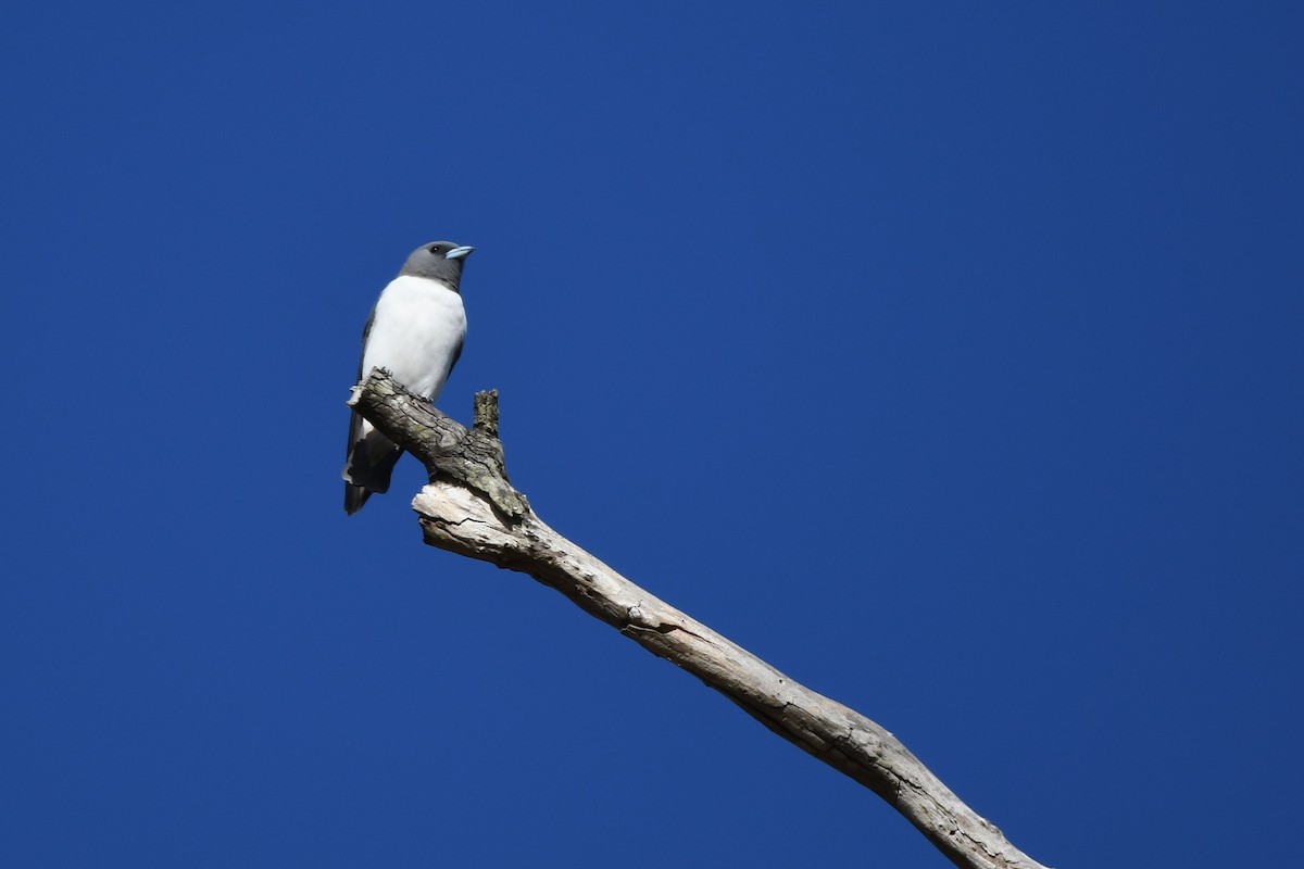 White-breasted Woodswallow - Trevor Ross