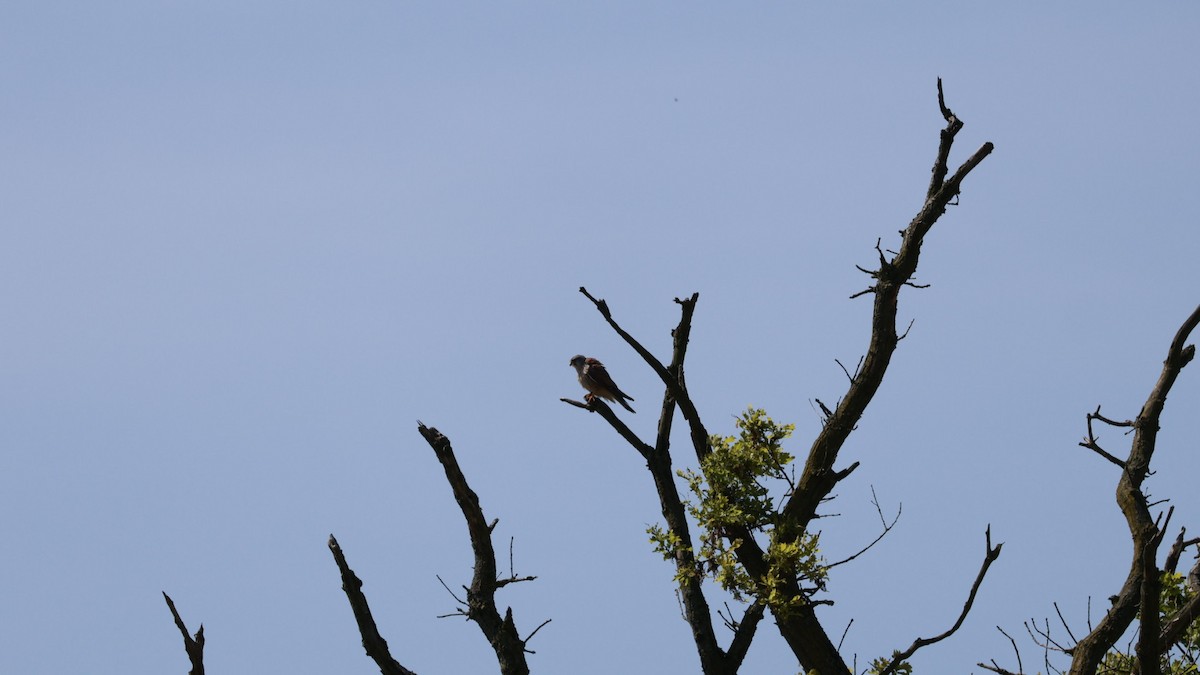 Eurasian Kestrel - Gert Meester