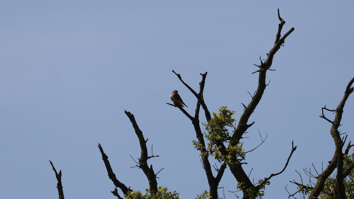 Eurasian Kestrel - Gert Meester