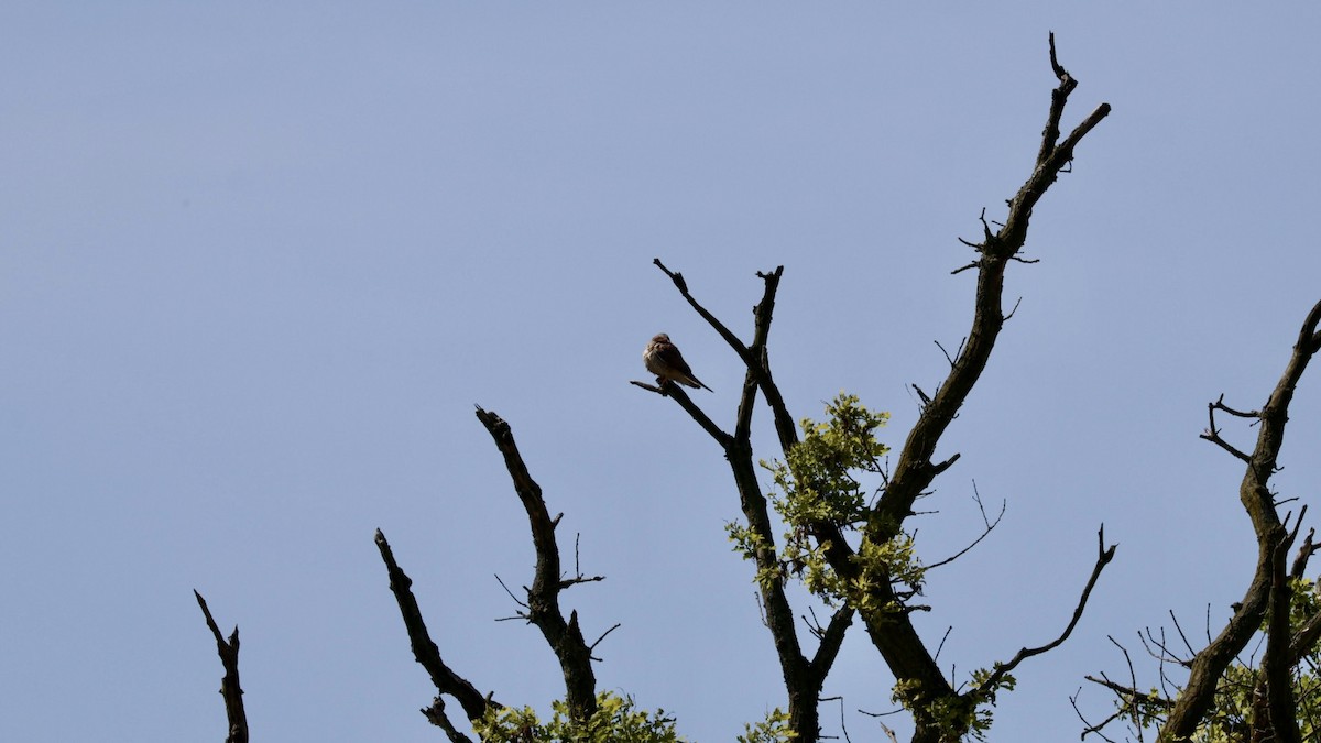 Eurasian Kestrel - Gert Meester