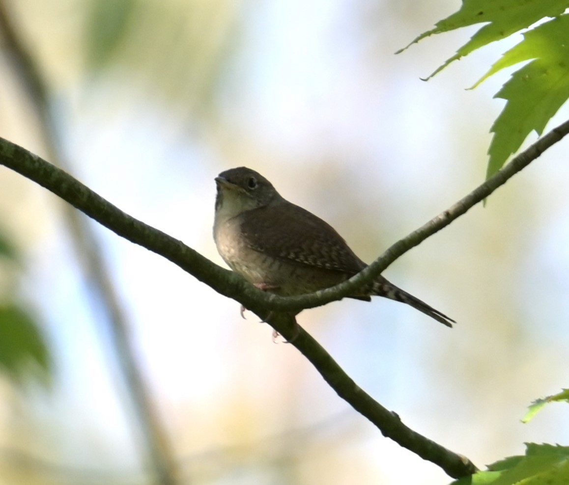 House Wren - Nicolle and H-Boon Lee