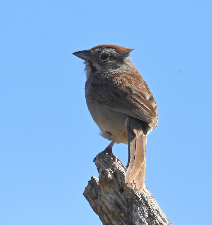 Rufous-crowned Sparrow - Steve Davis