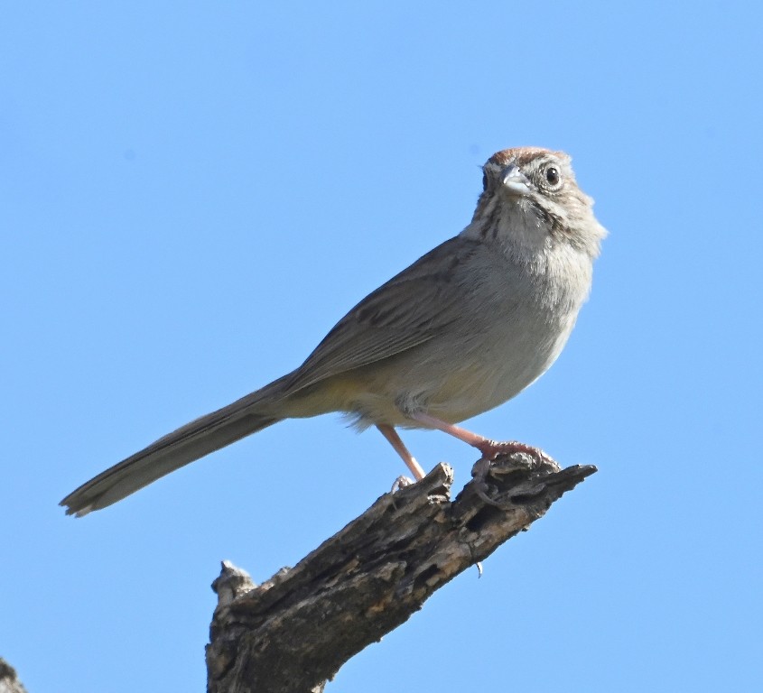 Rufous-crowned Sparrow - Steve Davis